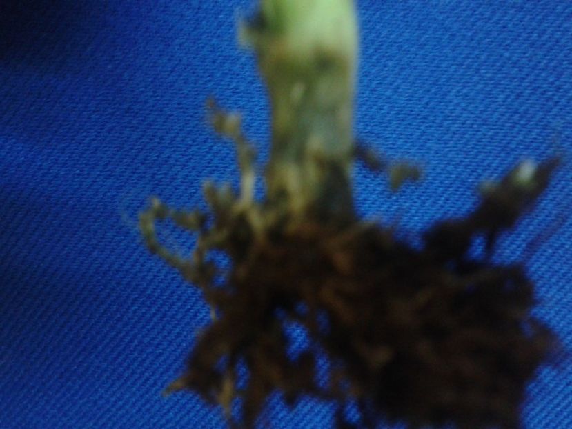 Fotografie0863 - hoya2 si alte plante primite