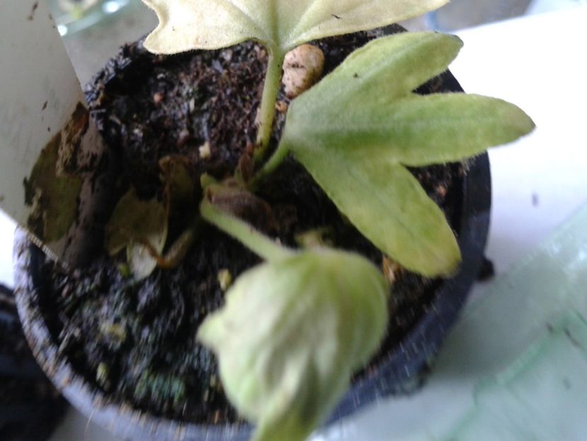 Fotografie0832_1 - hoya2 si alte plante primite