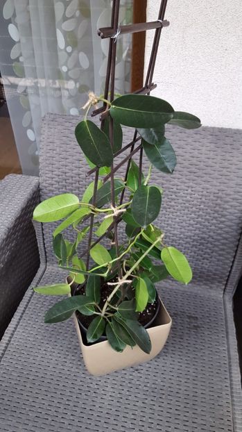  - stephanotis floribunda