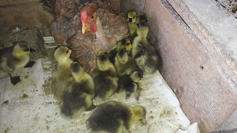  - 3 Boboci de gasca Africana 2017