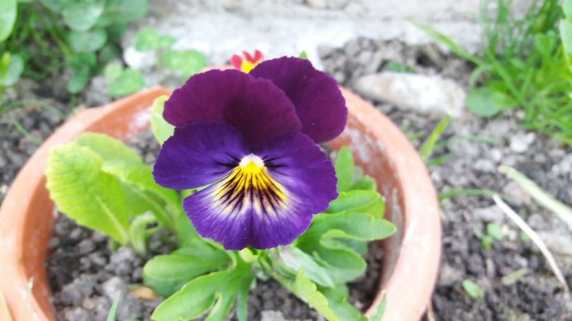  - Primavara lui Aprilie