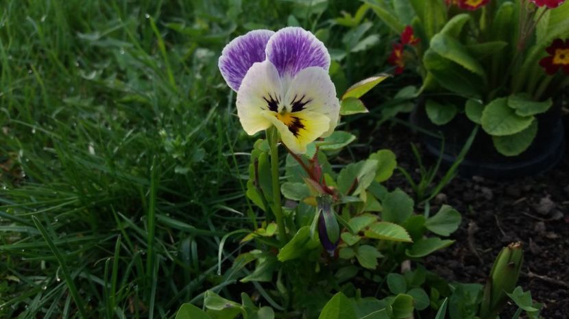  - Primavara lui Aprilie