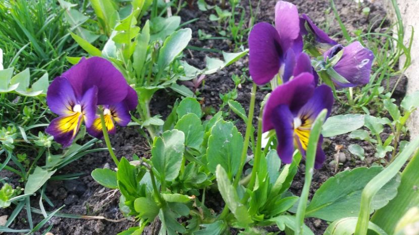  - Primavara lui Aprilie