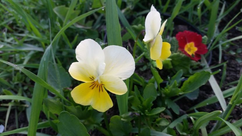  - Primavara lui Aprilie