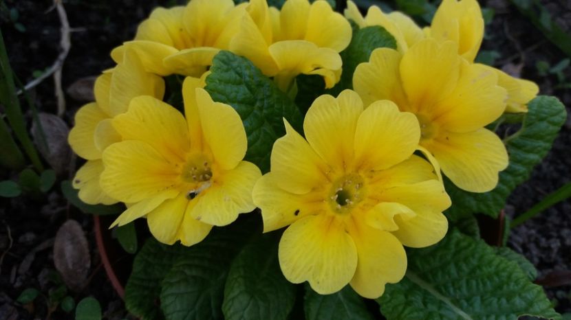  - Primavara lui Aprilie