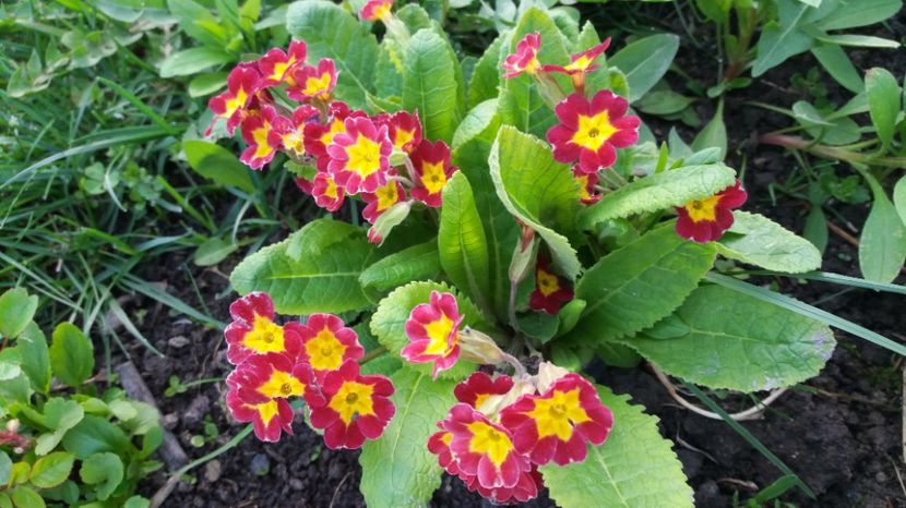  - Primavara lui Aprilie