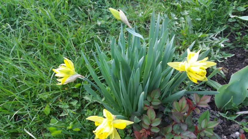  - Primavara lui Aprilie