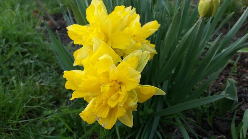  - Primavara lui Aprilie