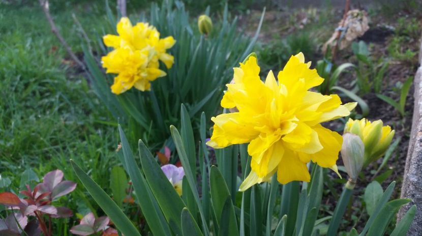  - Primavara lui Aprilie