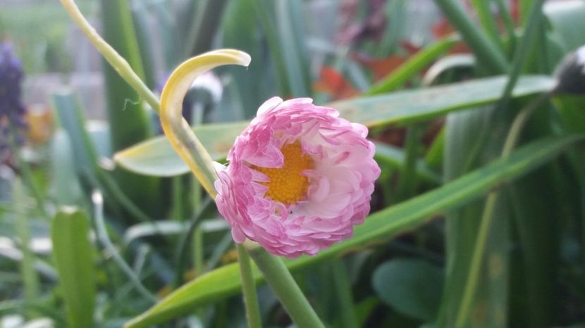  - Primavara lui Aprilie