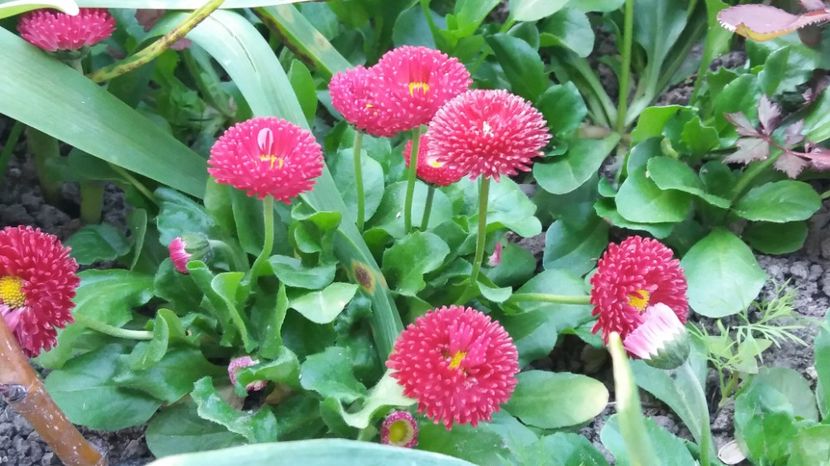  - Primavara lui Aprilie