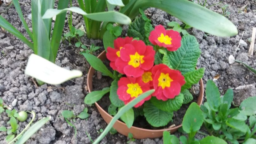  - Primavara lui Aprilie