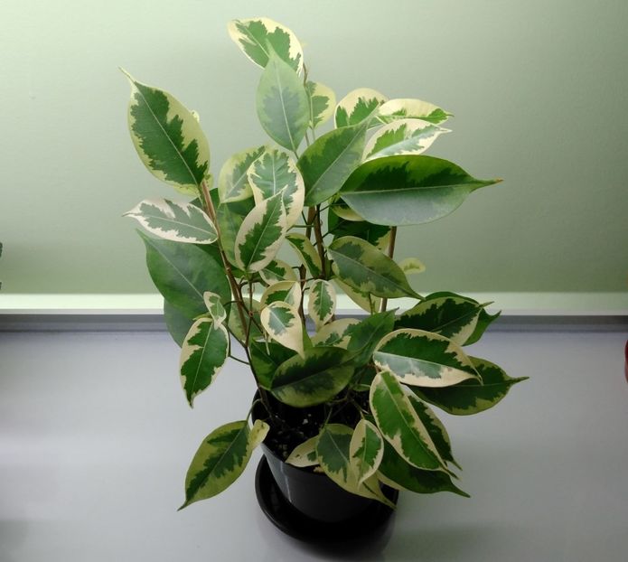 02.05 - Ficus benjamin variegat