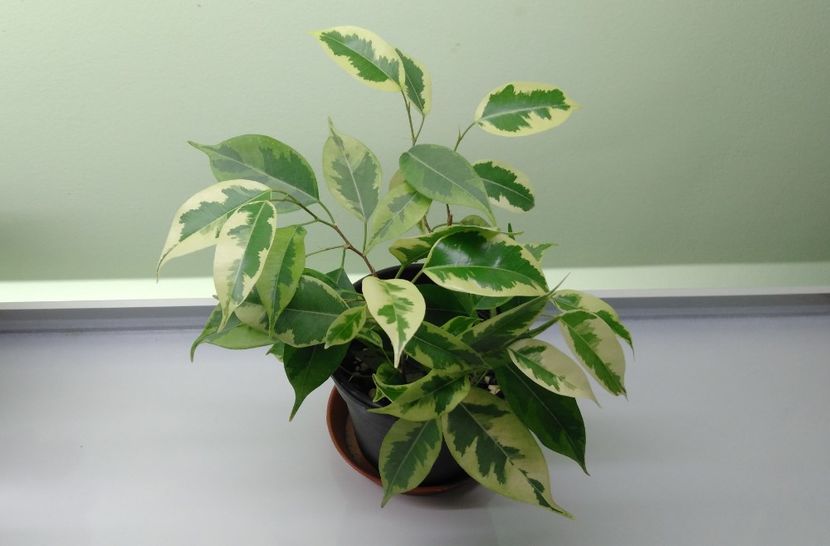  - Ficus benjamin variegat