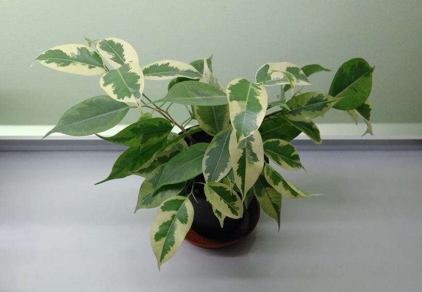  - Ficus benjamin variegat