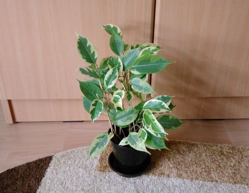  - Ficus benjamin variegat