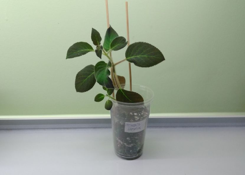 30.04 - Mother_s Lipstick 2017