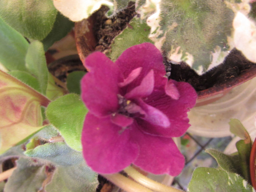  - Violete