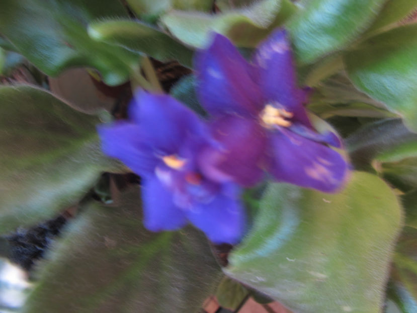  - Violete