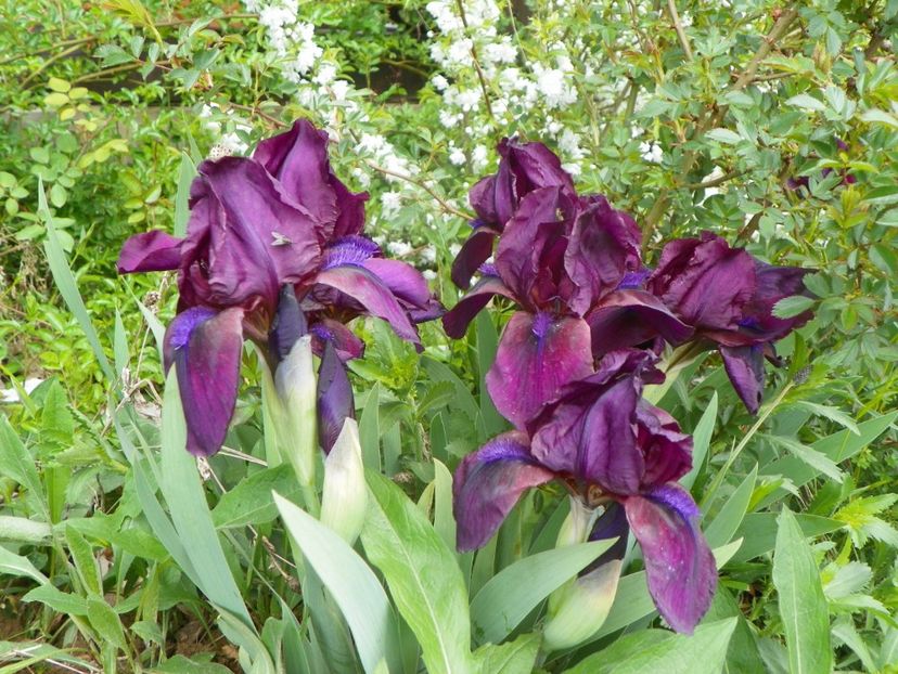 Cherry Garden - Irisi si bujori 2017