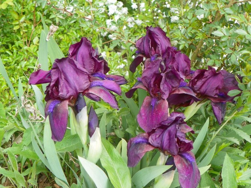 Cherry Garden - Irisi si bujori 2017