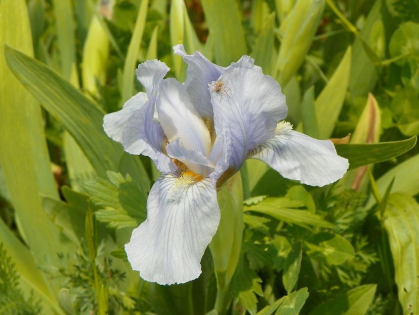 Azurea - Irisi si bujori 2017