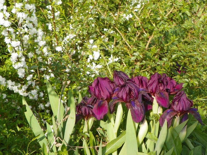 Cherry Garden - Irisi si bujori 2017