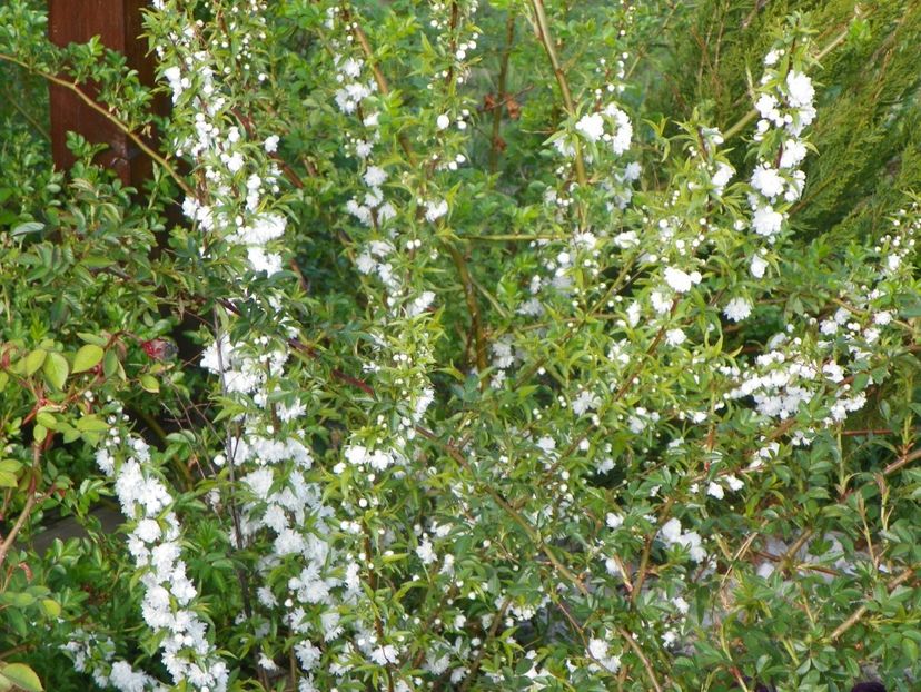 prunus glandulosa Alba Plena - z-Dobarland 2017