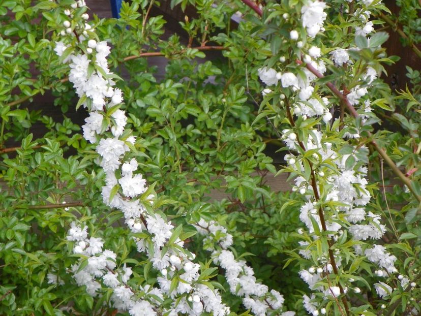 prunus glandulosa Alba Plena - z-Dobarland 2017