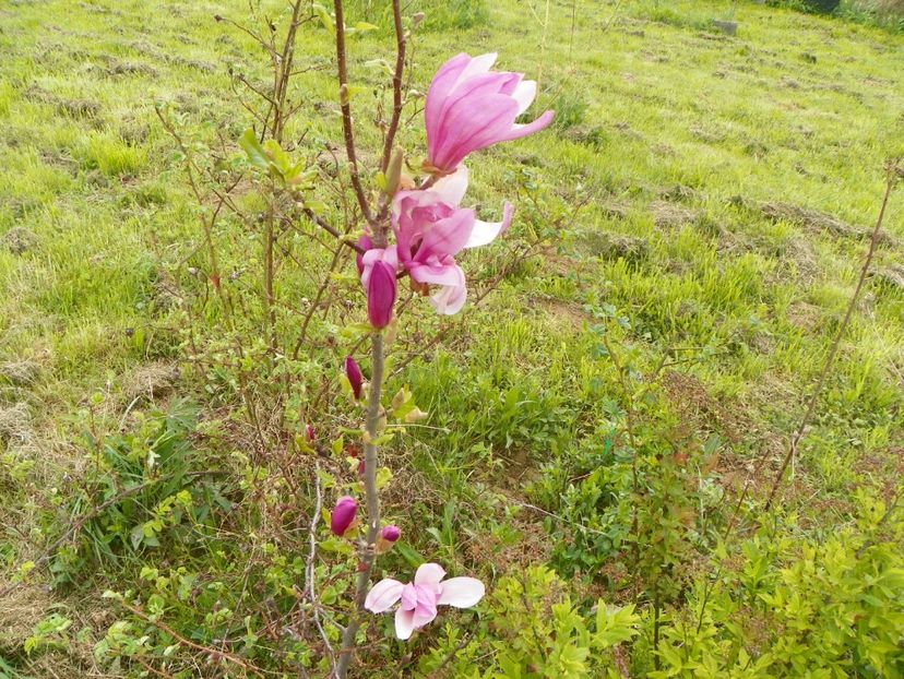 magnolia Leonard Messel - z-Dobarland 2017