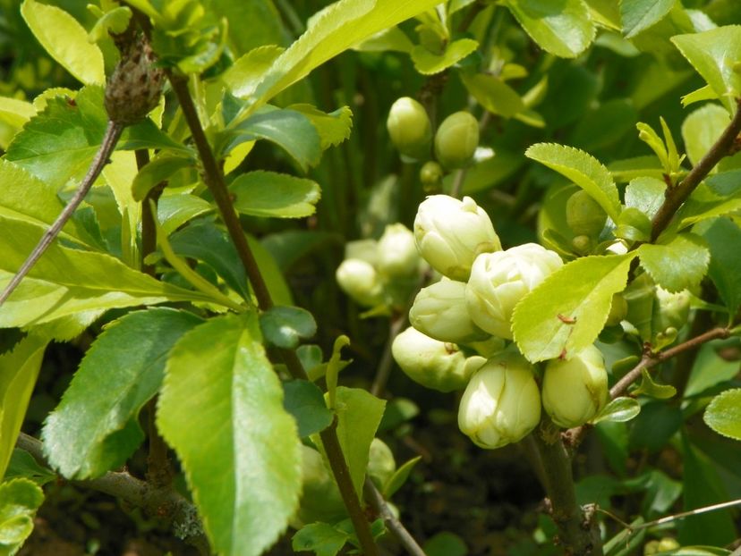 chaenomeles Yukigoten - z-Dobarland 2017