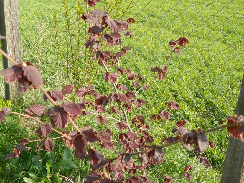 corylus maxima Purpurea - z-Dobarland 2017