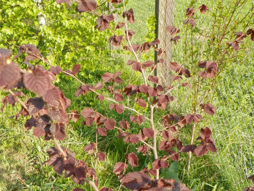 corylus maxima Purpurea - z-Dobarland 2017
