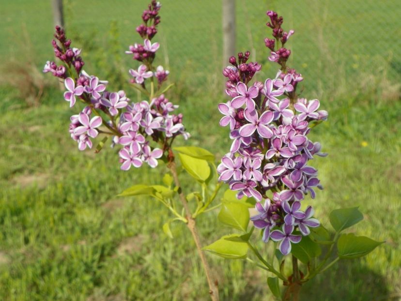 syringa Sensation - z-Dobarland 2017