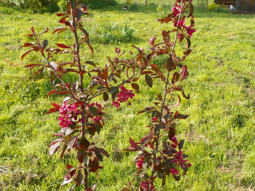 malus Royalty - z-Dobarland 2017