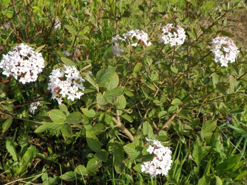 viburnum carlesii - z-Dobarland 2017