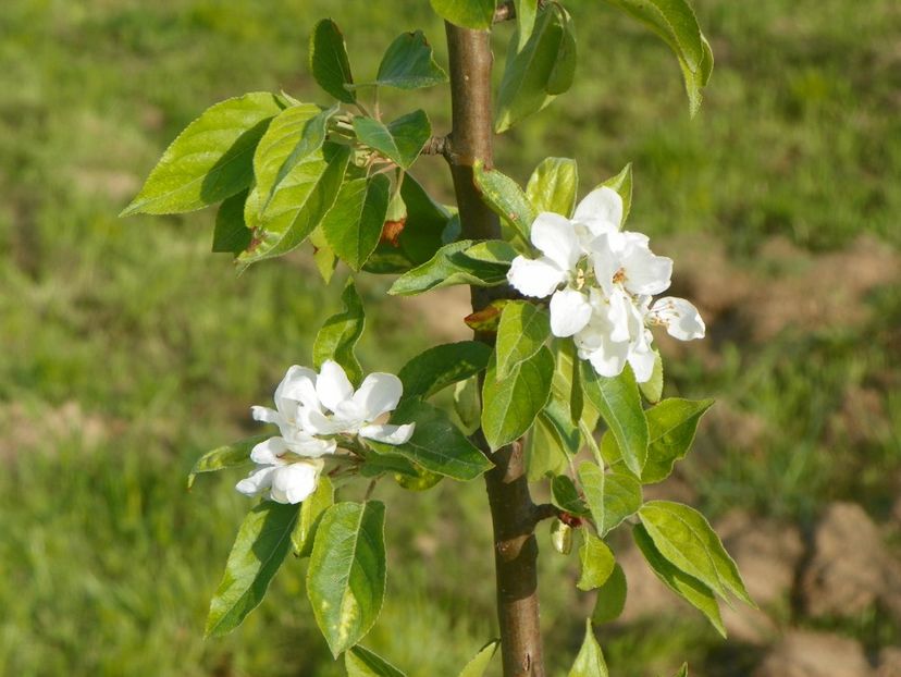 malus John Downie - z-Dobarland 2017