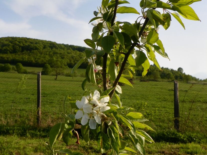 malus John Downie - z-Dobarland 2017