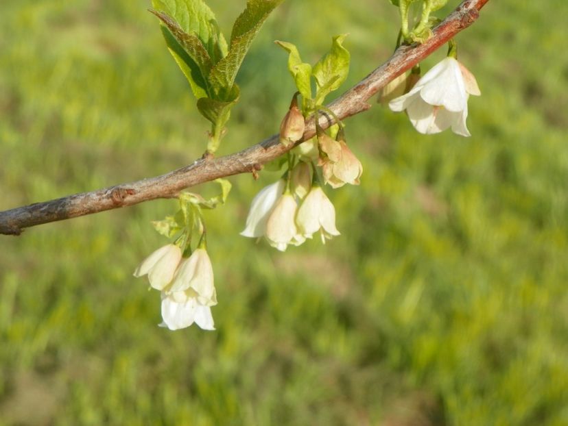 halesia carolina - z-Dobarland 2017