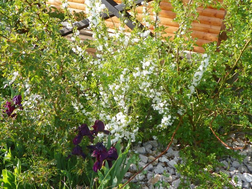 prunus Alba Plena si Cherry Garden - z-Dobarland 2017