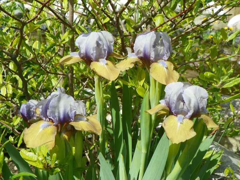 Music Box - Irisi 2017