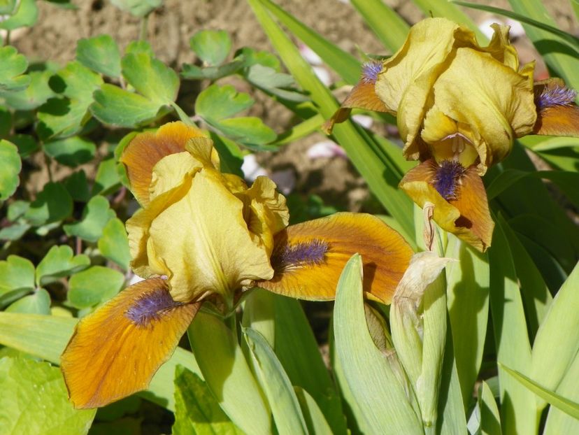 Manchu Coffee - Irisi 2017