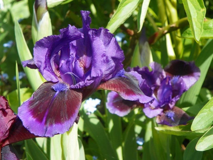 Little Episode - Irisi 2017