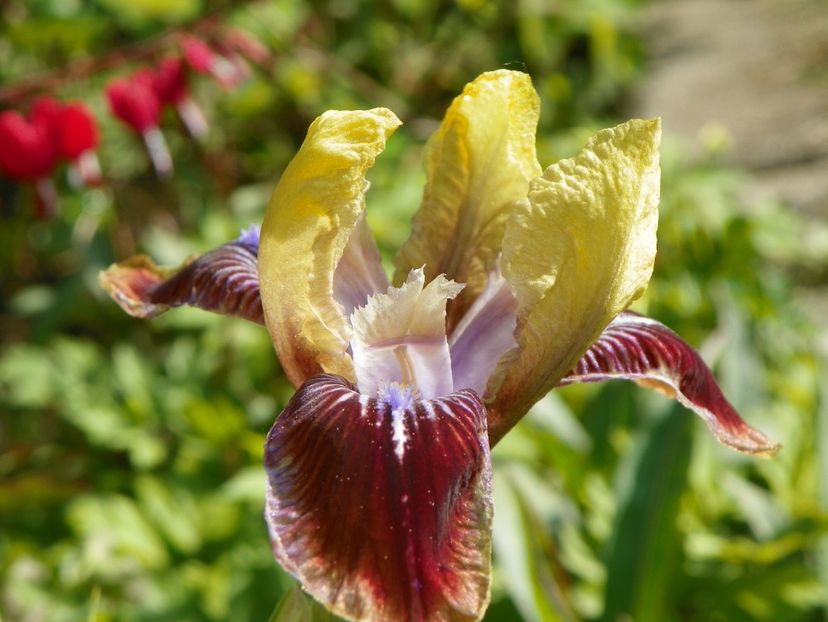 Being Busy - Irisi 2017