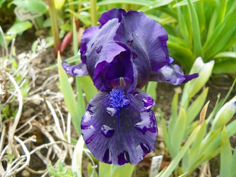 Michael Paul - Irisi 2017