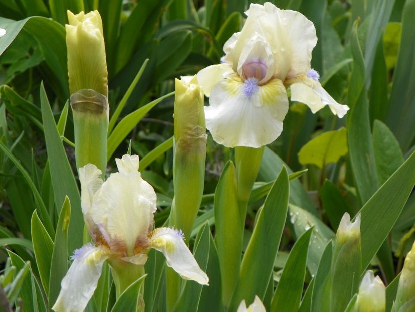 Dixie Pixie - Irisi 2017