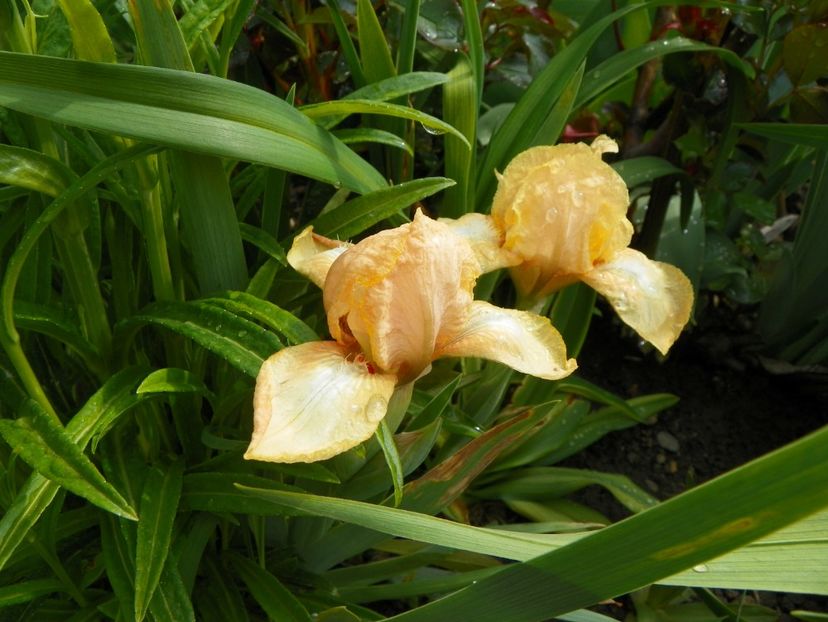 Melon Honey - Irisi 2017