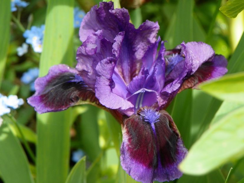 Little Episode - Irisi 2017