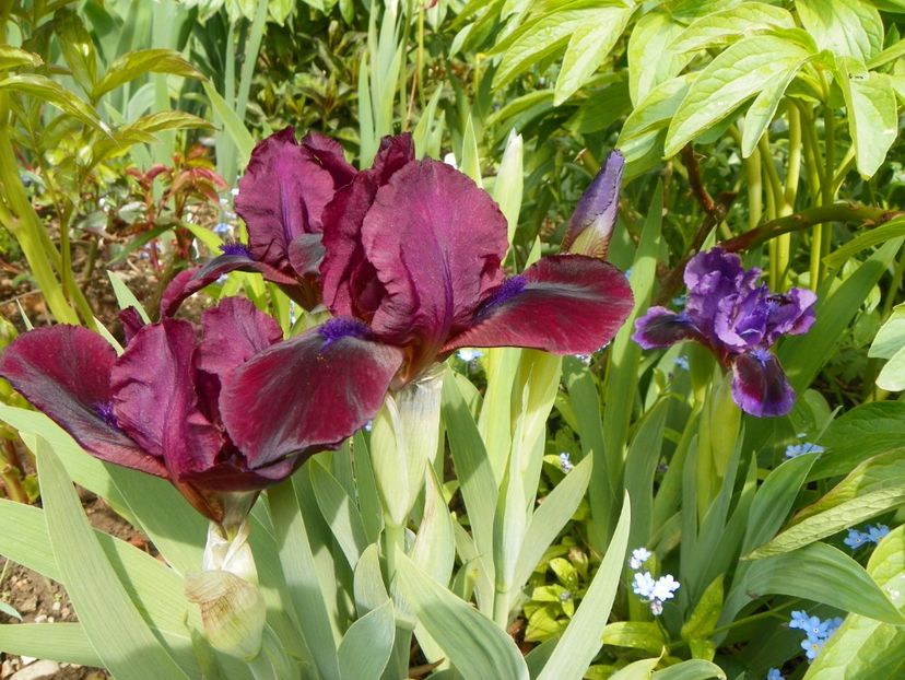 Bloodstone si Little Episode - Irisi 2017