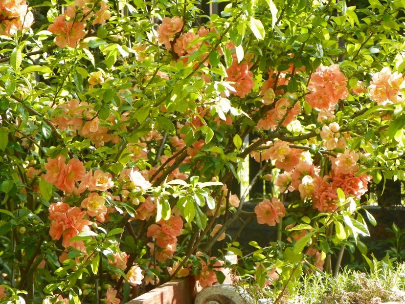 chaenomeles Cameo - Copacei si arbusti 2017